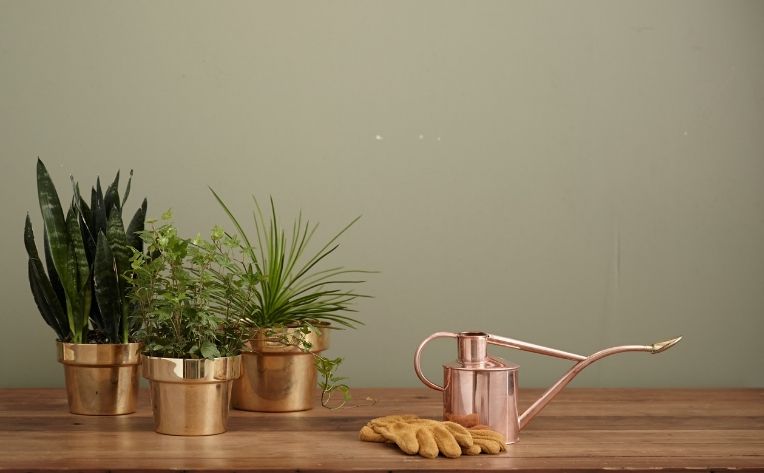 indoor plants near water container on flooring